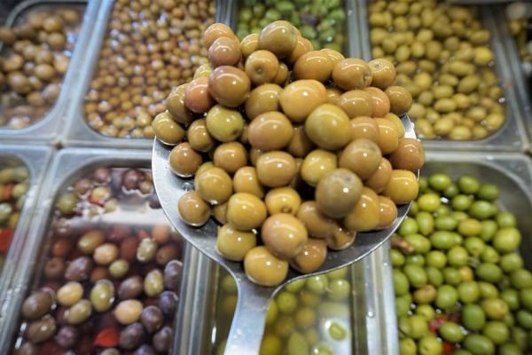 Aceituna Arbequina, conocida por su aceite y muy gustosa