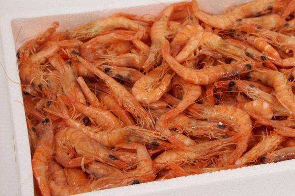 Gamba salada cuita