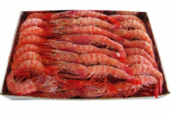 Gamba vermella